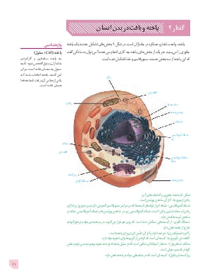 گفتار 3. یاخته و بافت در بدن انسان