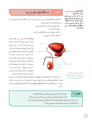 گفتار 1- دستگاه تولید مثل در مرد